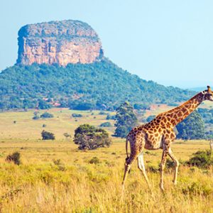 Giraffe im Gras vor Felsen