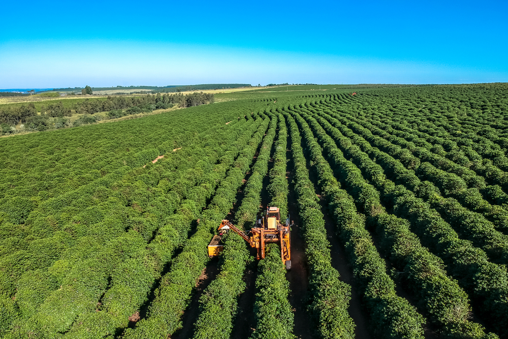 Erntemaschine in Kaffeeplantage Brasilien
